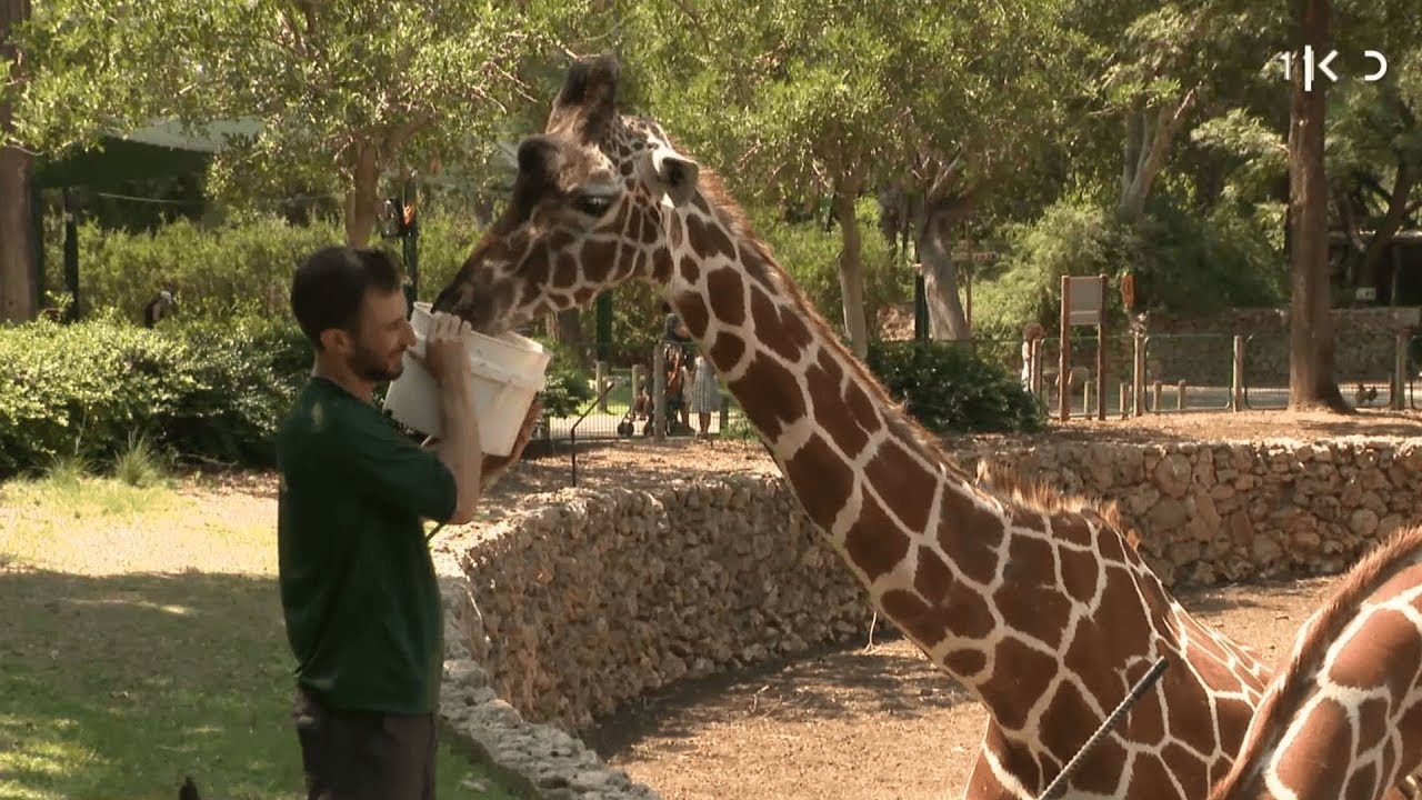 דיור מוגן לחיות: בספארי לא מוותרים על בעלי החיים הקשישים
