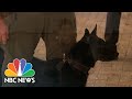 Miami Heat Using Covid-Sniffing Dogs At NBA Games After Allowing Fans To Return | NBC News NOW