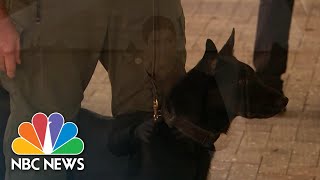 Miami Heat Using Covid-Sniffing Dogs At NBA Games After Allowing Fans To Return | NBC News NOW screenshot 4