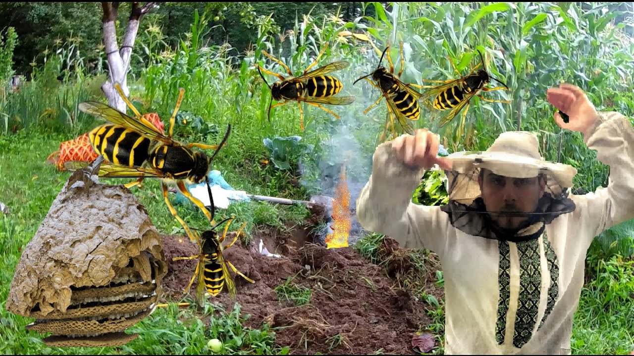 МЕНЕ ПОКУСАЛИ дикі ОСИ. спалив ВЕЛИКЕ ОСИНЕ ГНІЗДО під землею.