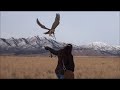 Training a falcon with a pigeon