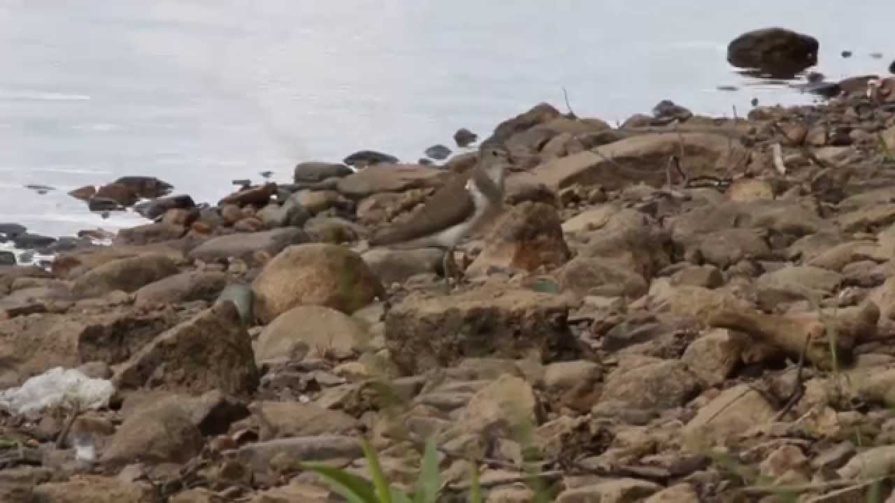 Common sandpiper / Перевозчик / Actitis hypoleucos