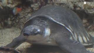 かんさいアニマルズ　須磨海浜水族園のスッポンモドキ