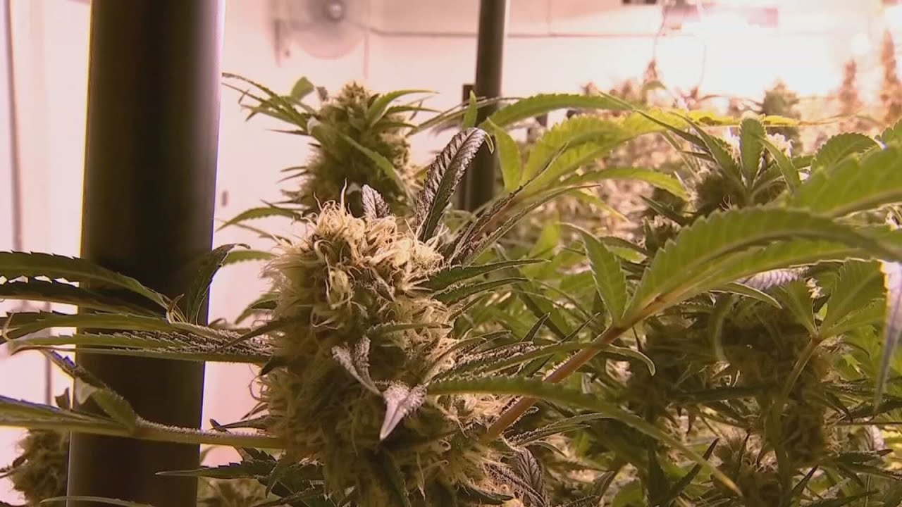 Arizona's Family Investigates: What's in your weed?