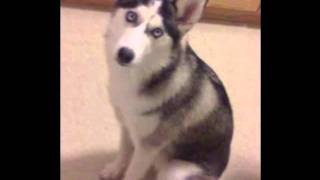 Mishka Growing Up (Siberian Husky )