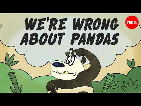 The secret sex lives of pandas - Lucy Cooke thumbnail