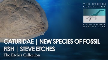 CATURIDAE | NEW SPECIES OF FOSSIL FISH | STEVE ETCHES