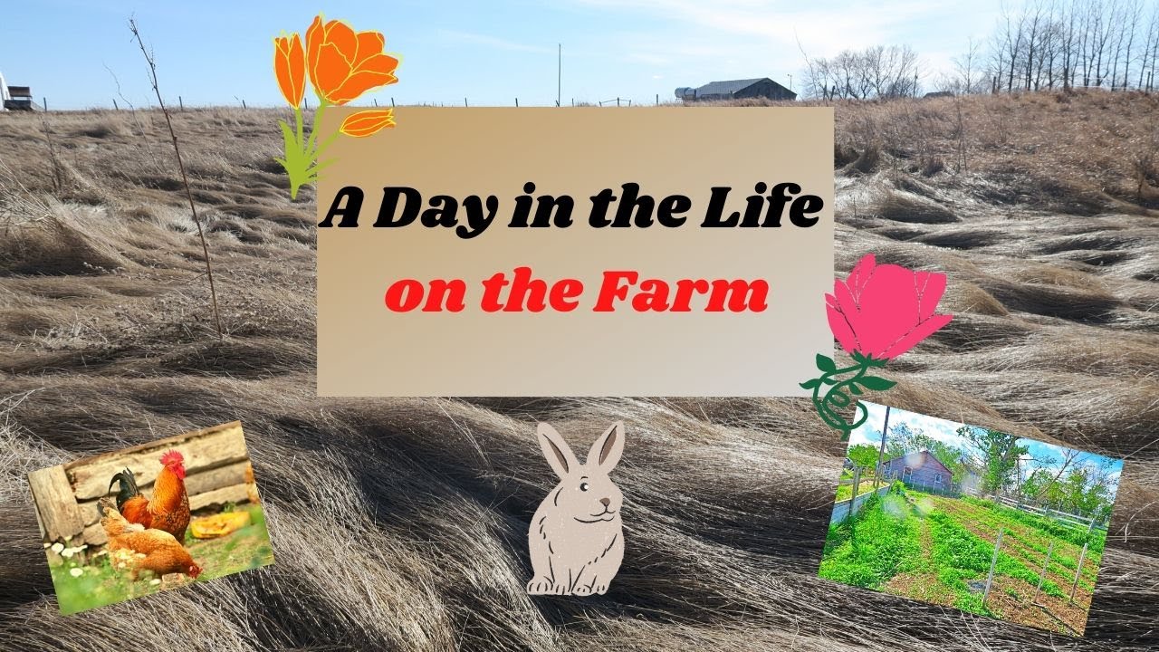 Homesteading//A day in the life on a farm