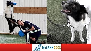 The Disc Dog World Champion Who Is Totally Deaf  Professional Dog Training Tips