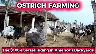 The $100K Secret Hiding in America’s Backyards - Ostrich Farming