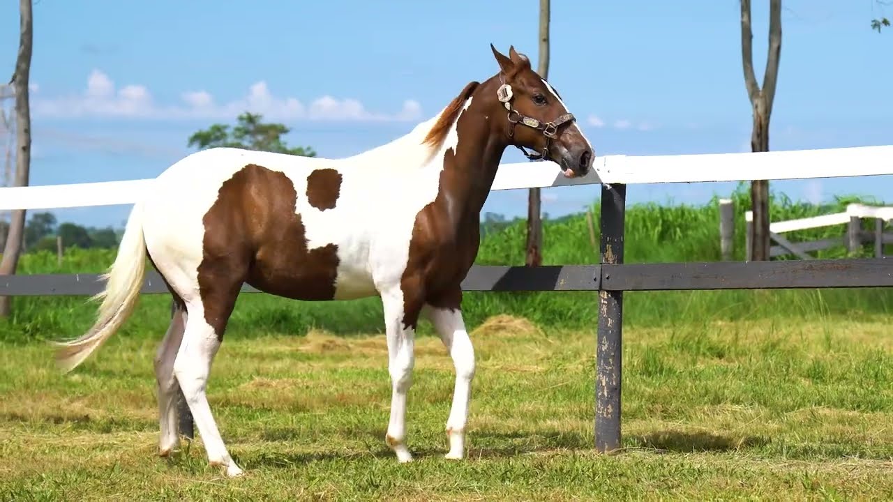 22   SASHA DIXIE PLAYBOY IDG