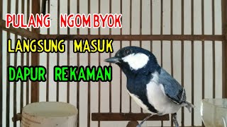 Pancingan Glatik Batu Wingko Gacor Biar Ngoceh Terus