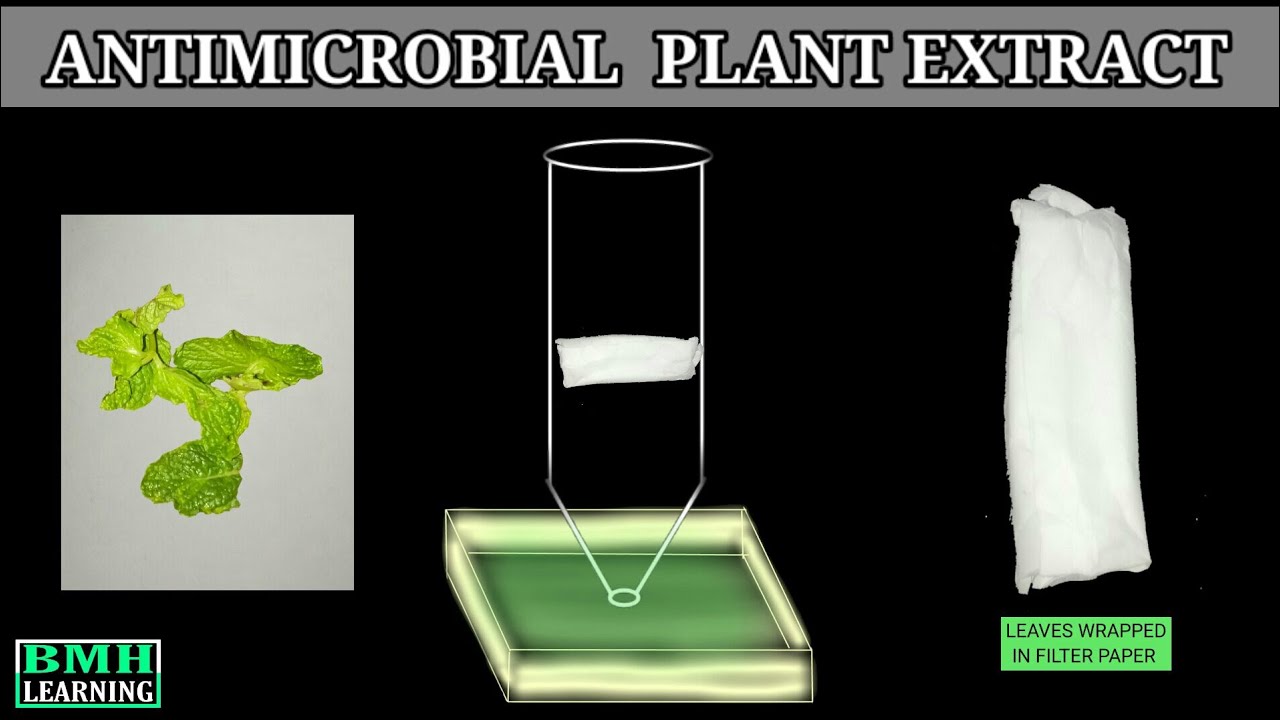 Antimicrobial Properties Of Plant Extract Investigation Of