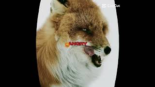 Ah...I like spooky lookin' foxes.