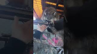 еноты обжорки #енотилюша #помощьбездомнымживотным #ямыилюша #анапа #raccoon