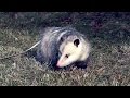 Wild Science: Opossum
