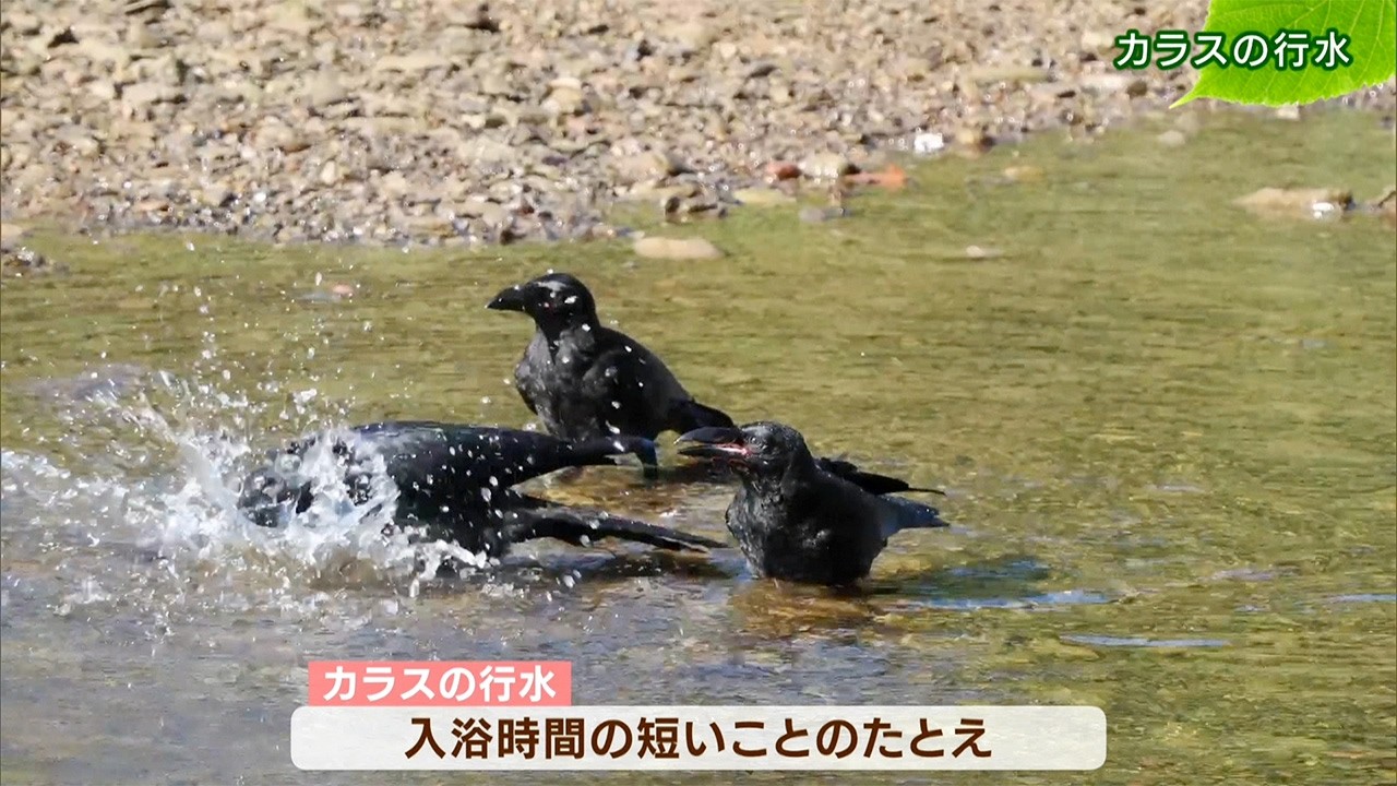 カラス の 行 水
