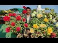रामविलास सिंह जी ने बताया गुलाब से ढेरों फूल लेने का सीक्रेट, माली कभी नहीं बताता यह तरीका