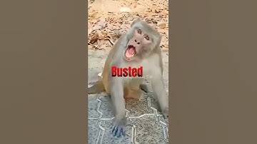 Funny Baby Eating Fruits 😂 | Cute Baby Comedy Shorts 2025 | Monkey Reaction