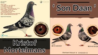 ' Son Daan ' Outstanding Racing Pigeon Of Kristof Mortelmans Bloodline For Sale In Pipa Auctions