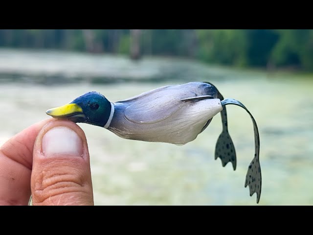 duck lure fishing challenge Savage Gear 3D Bait, 2 3/4 oz, Adult Mallard, Realistic Contours, Colors & Movement, Durable ABS Construction, Versatile Rigging Options, Dual Smash Tails, Dual Treble Hook Configuration For fishing in snaggy conditions Will Fish Eat This Crazy