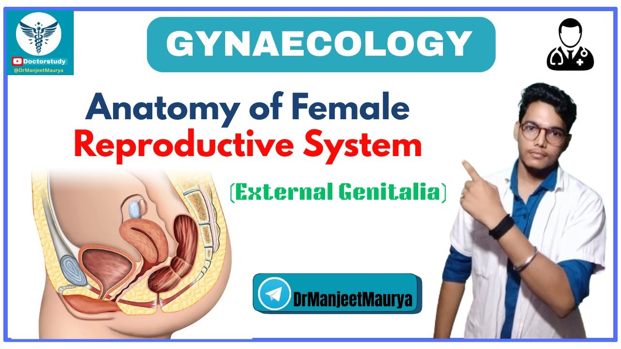 Anatomy of Female Reproductive  System | External Genitalia | Vulva, Labia, Clitoris | Functions