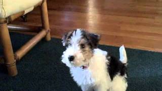 Wire Fox Terrier Puppy Learns to Fetch