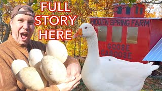 Raising Embden Geese: They're Acting Weird Again