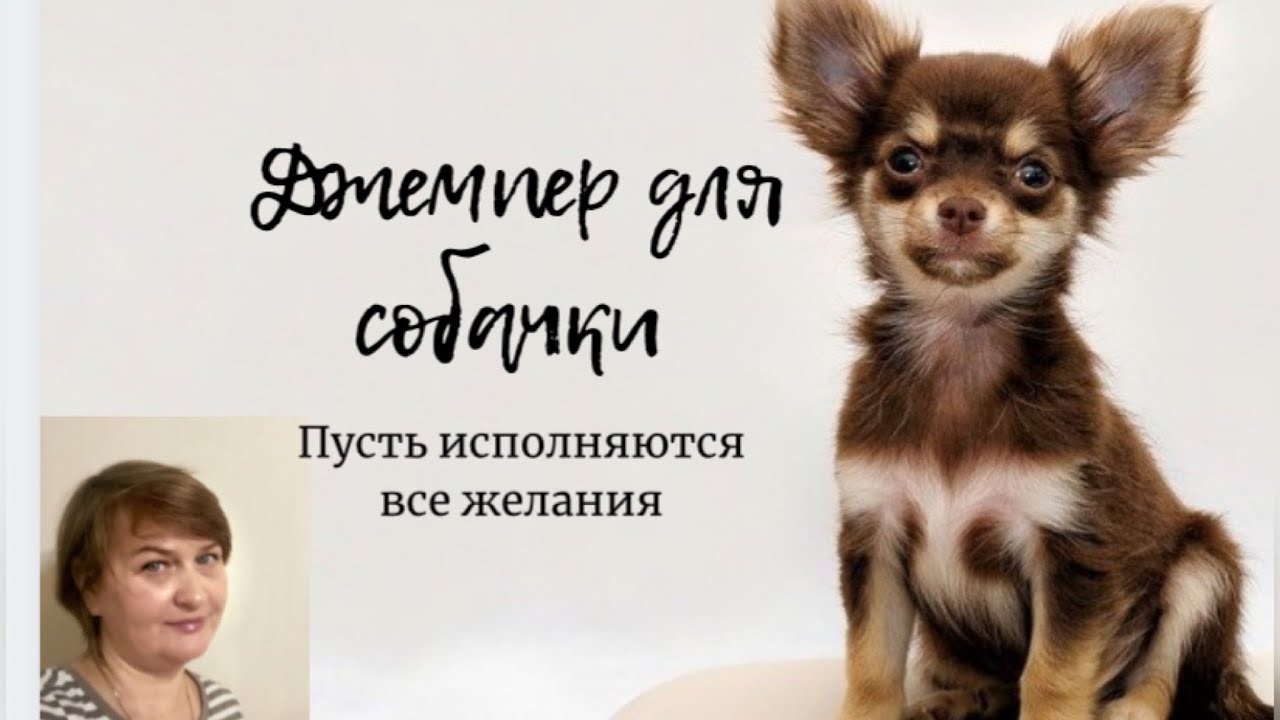 Розовый джемпер . Одежда для маленькой собачки