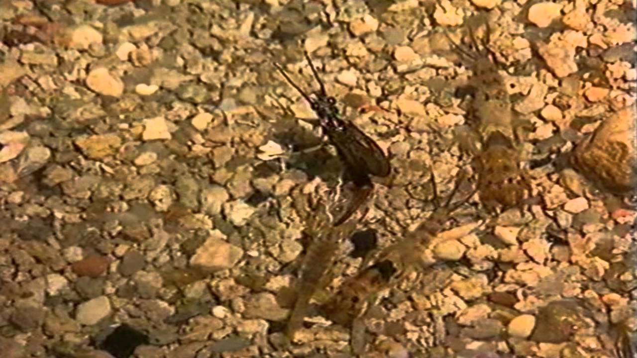 Jara y Sedal La Mosca de Mayo Por Lorenzo milá