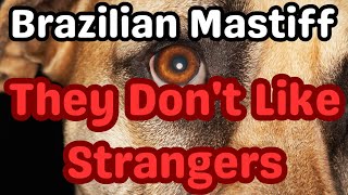 Discover the Unmatched Loyalty of Brazilian Mastiffs: Guardians of Strength and Devotion #dogsbreed by Dogs in Facts 803 views 12 days ago 6 minutes, 52 seconds