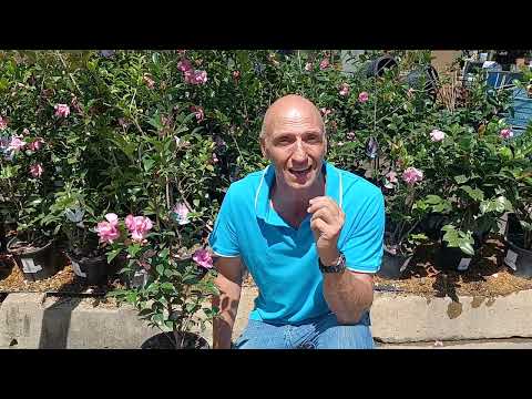 Plant Of The Week For 9 April 2022 Is The Camelia Sasanqua 