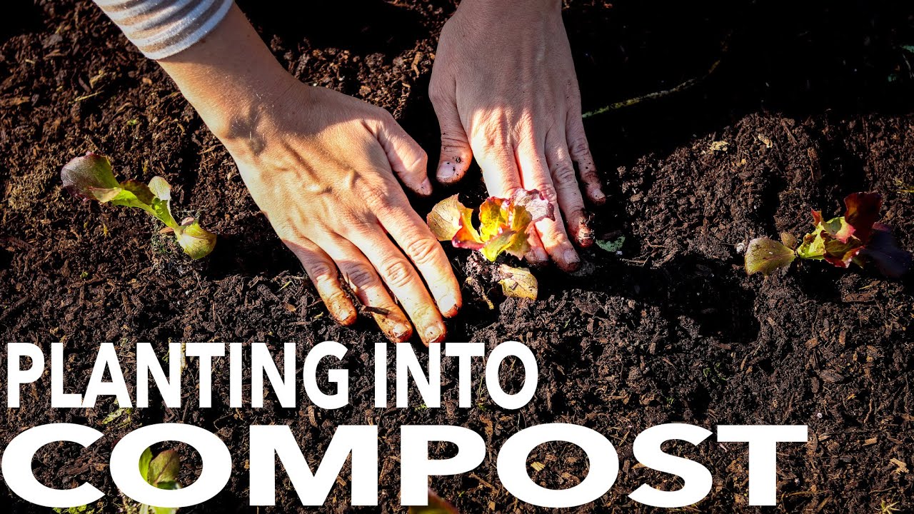 What to Expect When You Plant Directly into Compost YouTube
