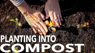 What to Expect When You Plant Directly into Compost