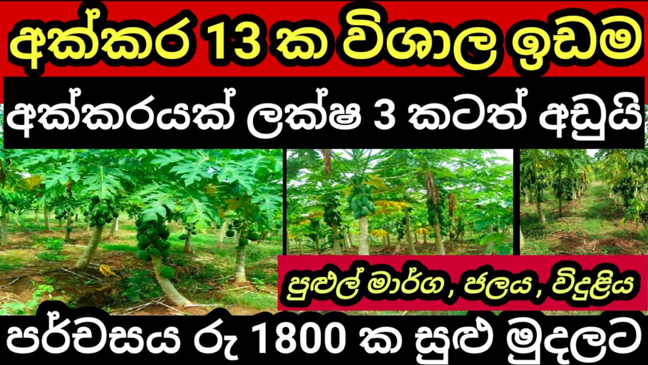 Agriculture land Land for sale in sri lanka Aduwata idam House