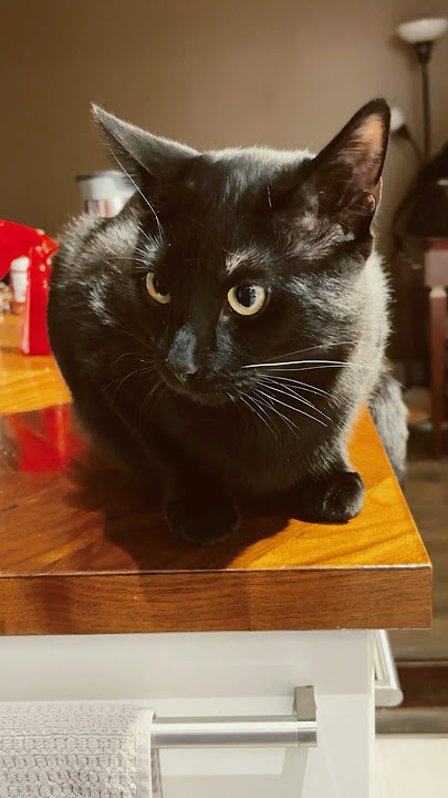 Looking for food #catvideos
