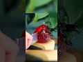 Cutting Glass Fruits Strawberry 🍓
