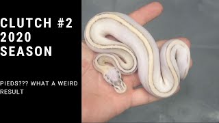 CLUTCH 2!! SUPER STRIPES!!! RCR