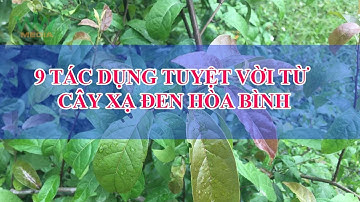 9 Tác Dụng Tuyệt Vời Từ Cây Xạ Đen Hoà Bình - 0976 836 586