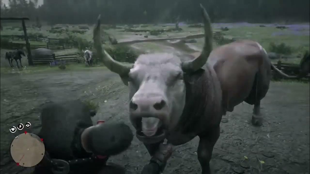 rdr2-perfect-bull-pelt-easiest-way-youtube