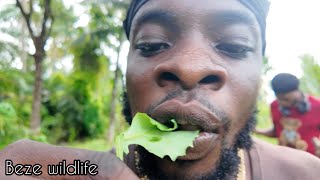 3 Snakes I Set Free That Was Trap  (Beze wildlife)