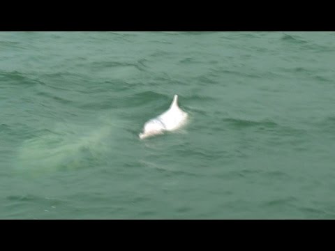 Typhoon Usagi brings flight chaos to Hong Kong from YouTube · Duration: 1 minutes 19 seconds Typhoon Usagi brings flight chaos to Hong Kong from YouTube · Duration: 1 minutes 19 seconds
