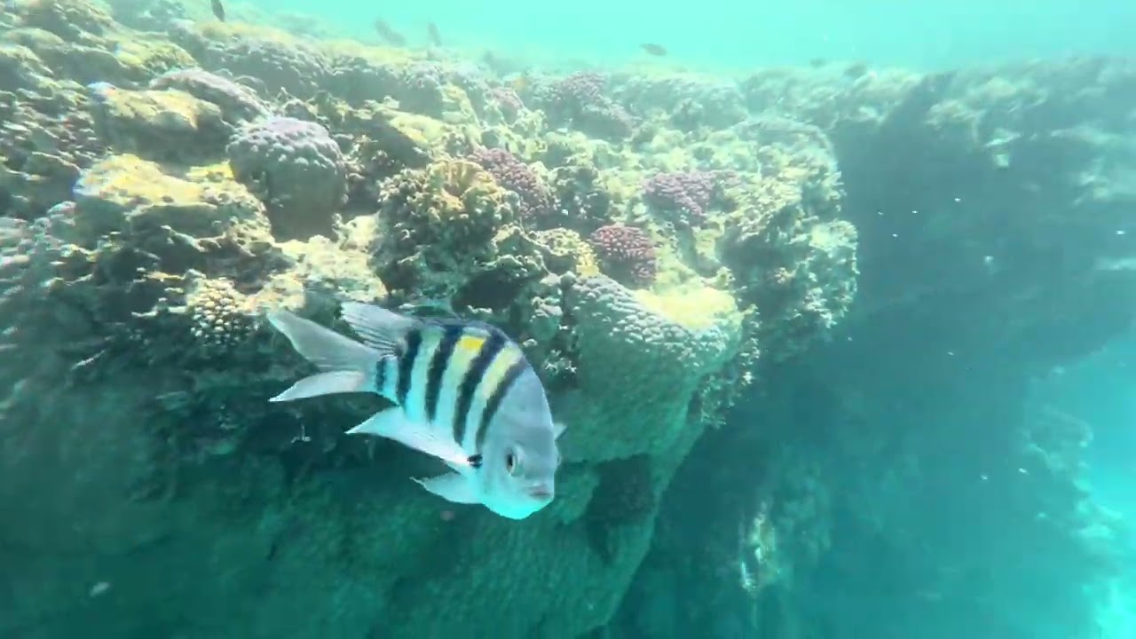 Reef Oasis Beach Resort Sharm El Sheik barriera corallina