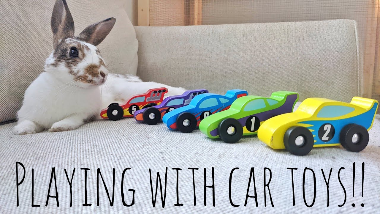 cute rabbit playing with toy cars, so cute ! 
