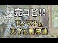 【完コピ!】最強のモノマネ能力を持つ動物達 #shotrts ミミックオクトパス コトドリ 豆知識 特殊能力