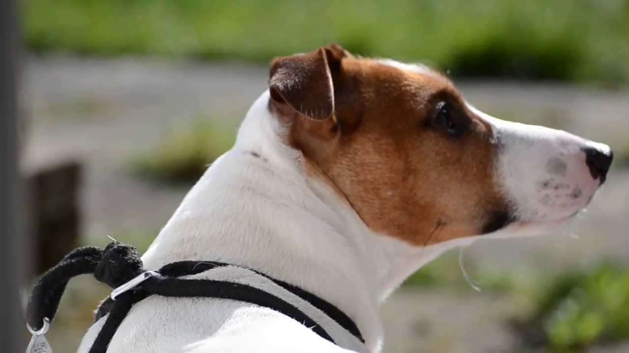 Do Jack Russell Terriers Bark