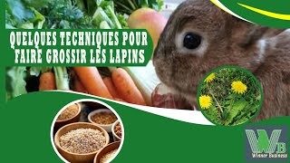 Les meilleurs techniques pour faire Grossir vos lapins