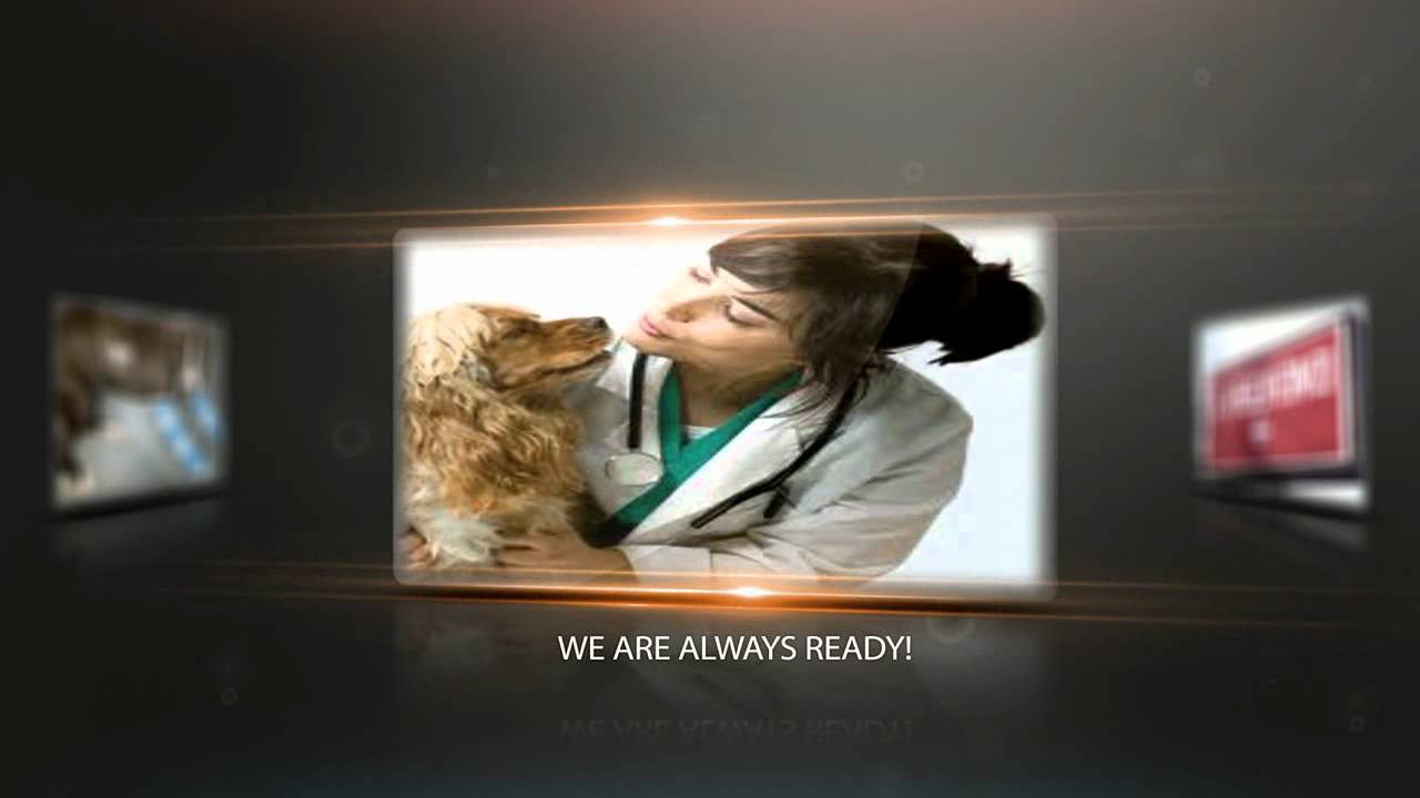 24 Hour Emergency Vet Los Angeles(323)319-3192|Los Angeles Emergency Vet|24 Hour Vet in Los Angeles