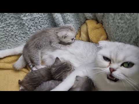 Video: Kas yra kačių smegenų nuovargis?