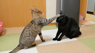 あきらめたらそこで試合終了だよ